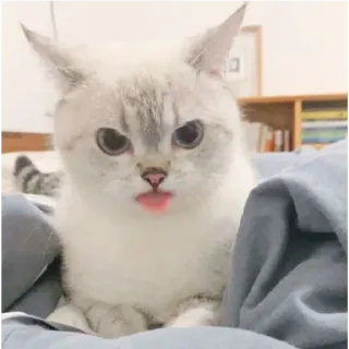 😁 Katze, Tier, Haustier, süß, lustig, Haustier telegram sticker