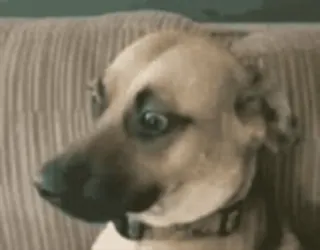 😳 hond, dier, huisdier, meme, grappig, schattig telegram sticker