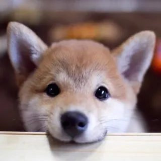 🤗 Hund, Welpe, Shiba Inu, süß, Tier, Haustier, entzückend telegram sticker