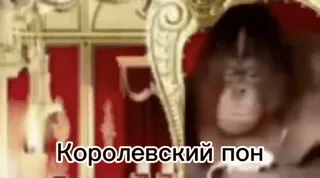 👑 Королевский пон monyet, kera, binatang, kerajaan, raja, tahta telegram sticker