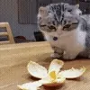 🍊