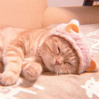 🐱 kucing, tidur, lucu, hewan peliharaan, hewan, anak kucing, oranye, topi telegram sticker