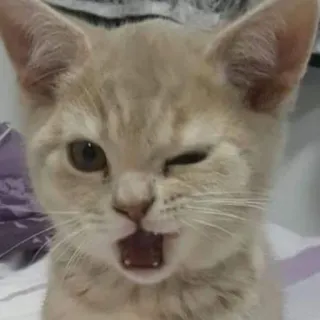 😉 Katze, Kätzchen, süß, Haustier, Tier, zwinkernd whatsapp sticker