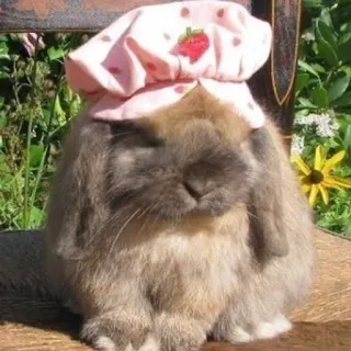 🌟 bunny, rabbit, hat, strawberry, cute, animal, pet whatsapp sticker
