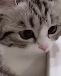 🐢 猫, 小猫, 可爱, 动物, 宠物, 家猫, 猫科动物 whatsapp sticker
