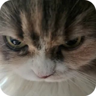 🐱 кот, животное, питомец, кошачий, домашний кот, злой telegram sticker