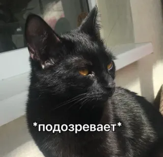 🧐 *подозревает* gato, sospechoso, gato negro, cínico, meme, animal telegram sticker