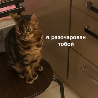 🥺 Я разочарован тобой แมว, ผิดหวัง, สัตว์, มีม telegram sticker