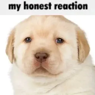 😶 my honest reaction щенок, собака, мем, реакция, милый, животное telegram sticker