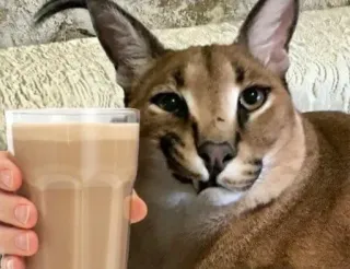 🥛 cat, caracal, floppa, animal, drink telegram sticker