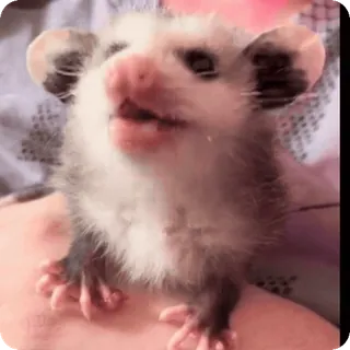 👶 opos, słodki, zwierzę, dzika przyroda telegram sticker