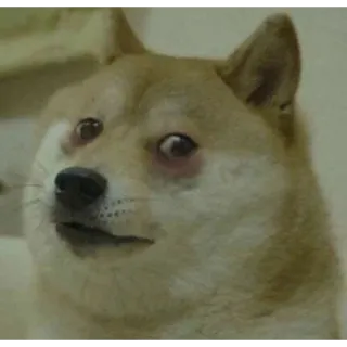 😕 Doge perro, meme, gracioso, doge, animal, mascota telegram sticker
