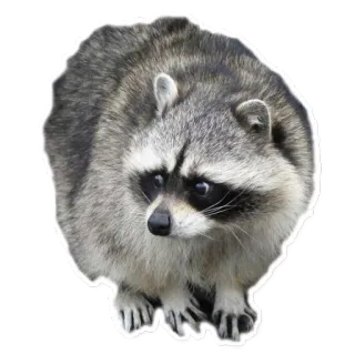 👀 raccoon, animal, mammal, wildlife, cute telegram sticker