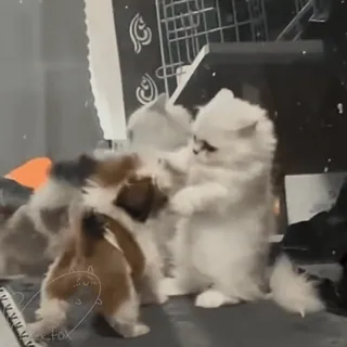 😡 kätzchen, welpe, haustiere, tiere, süß, katze, hund telegram sticker