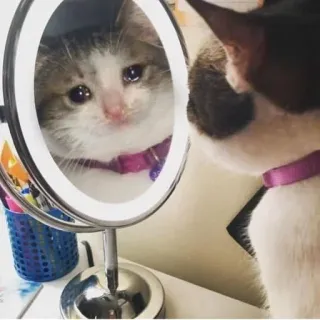 🥺 猫, 鏡, 可愛い, 動物, ペット telegram sticker