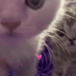 🌟 猫, 子猫, ハート, 動物, かわいい whatsapp sticker