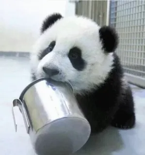 😐 panda, baby panda, animal, cute, cup telegram sticker