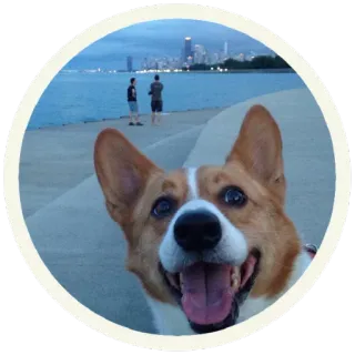 😄 корги, собака, животное, питомец, счастливый, улыбающийся whatsapp sticker