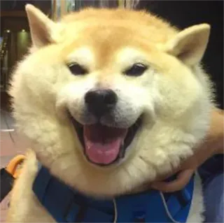 😛 Shiba Inu, Chien, Animal de compagnie, Animal, Mignon, Joyeux, Sourire telegram sticker
