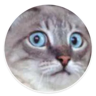 😦 gato, animal, ojos azules, meme, gracioso, mono, mascota telegram sticker