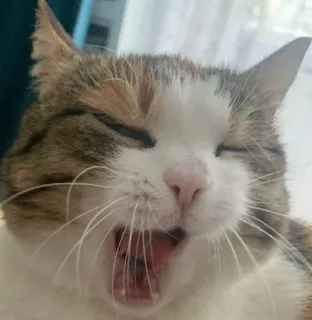 😴 gato, bostezando, animal, mascota, felino telegram sticker