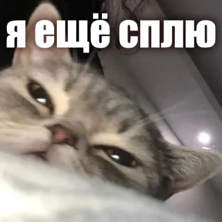 👋 Я ещё сплю cat, sleeping, lazy, animal, meme telegram sticker