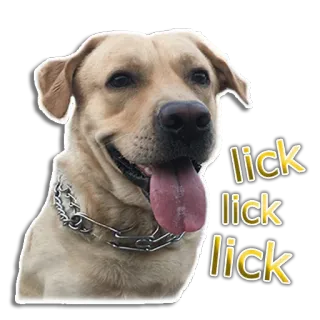 🤪 lick
lick
lick dog, licking, pet, animal, labrador telegram sticker