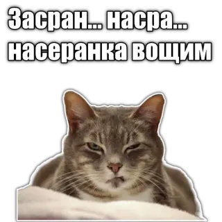 😒 Засран... насра... насеранка вощим cat, offensive, meme, russian, animal, pet telegram sticker