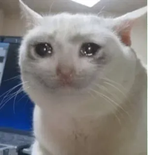 🥺 cat, crying, meme, sad, internet, emotional, white cat telegram sticker