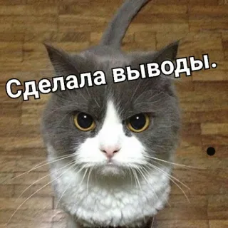 👌 Сделала выводы. кот, русский, мем, животное telegram sticker