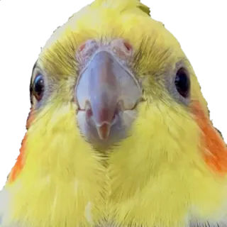 🙂 นก, สีเหลือง, นกค็อกกาเทล, นกแก้ว, สัตว์ telegram sticker