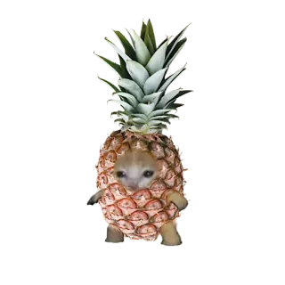 ❤️ cat, pineapple, animal, fruit, cute telegram sticker