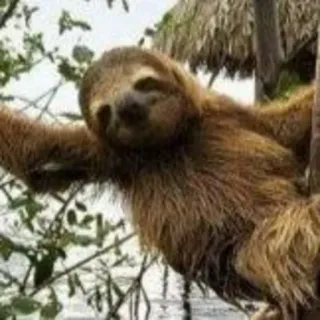 😐 bradipo, animale, albero, natura, fauna selvatica, carino, pigro telegram sticker