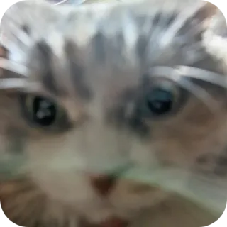 🐱 кот, животное, питомец, домашняя кошка, милый telegram sticker