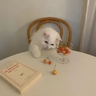 🍽 LE MEILLEURS DE LA VIE Katze, Buch, Kirschen, Stillleben, Weiß, Ästhetik whatsapp sticker