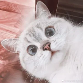 🎀 猫, 小猫, 可爱, 动物, 宠物, 白猫 telegram sticker