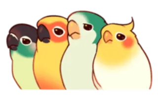 😕 นก, นกแก้ว, สัตว์, น่ารัก, การ์ตูน, สติกเกอร์, นกเลิฟเบิร์ด, นกค็อกกาเทล telegram sticker
