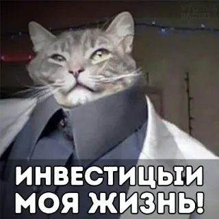 🤤 ИНВЕСТИЦИИ МОЯ ЖИЗНЬ! chat, investissements, business, drôle, mème telegram sticker