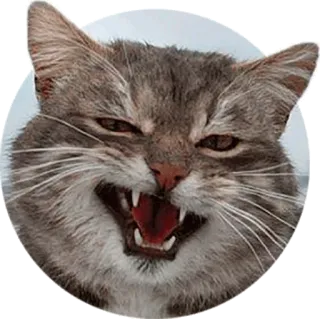😜 cat, angry, hissing, animal, domestic cat, feline telegram sticker