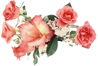🌷 ดอกไม้, ลายดอก, ช่อดอกไม้, ดอกกุหลาบ, สีชมพู, การจัดดอกไม้, ธรรมชาติ, เบ่งบาน telegram sticker