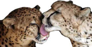 💏 cheetah, animals, cats, wildlife, love, affection whatsapp sticker
