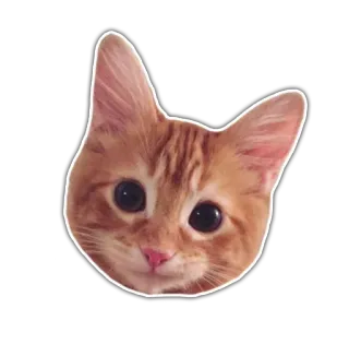 🙂 Katze, Kätzchen, Orange, Haustier, Tier, süß whatsapp sticker
