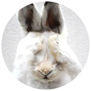 🙈 animal, bunny, rabbit, white, furry telegram sticker