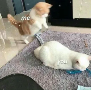 🐱 me you кот, мем, смешной, питомец, животное, отношения, котенок telegram sticker