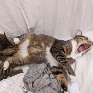 😲 gatto, sbadiglio, animale, mammifero, animale domestico, gatto domestico, assonnato telegram sticker