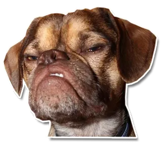 😠 chien, en colère, grincheux, carlin, mignon, animal telegram sticker