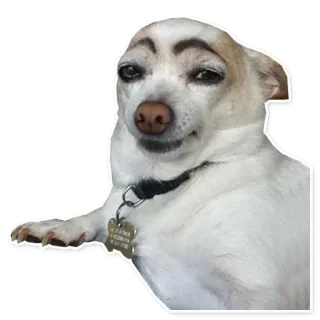 🐶 dog, eyebrows, funny, chihuahua, pet telegram sticker