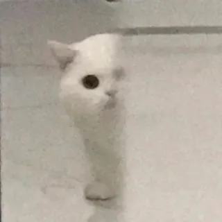 👀 gato, animal, blanco, mascota, lindo, animal doméstico, retrato telegram sticker