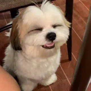 🥺 犬, シーズー, かわいい, ペット, 動物 whatsapp sticker