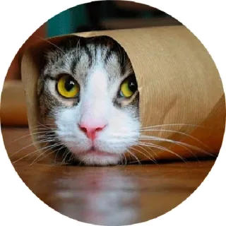 🙂 chat, mignon, chaton, animal, animal de compagnie, sac papier brun telegram sticker